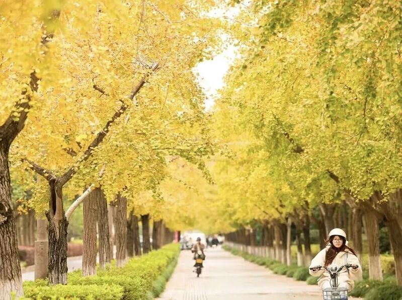 温州初冬限定！银杏上演「鎏金」大戏！