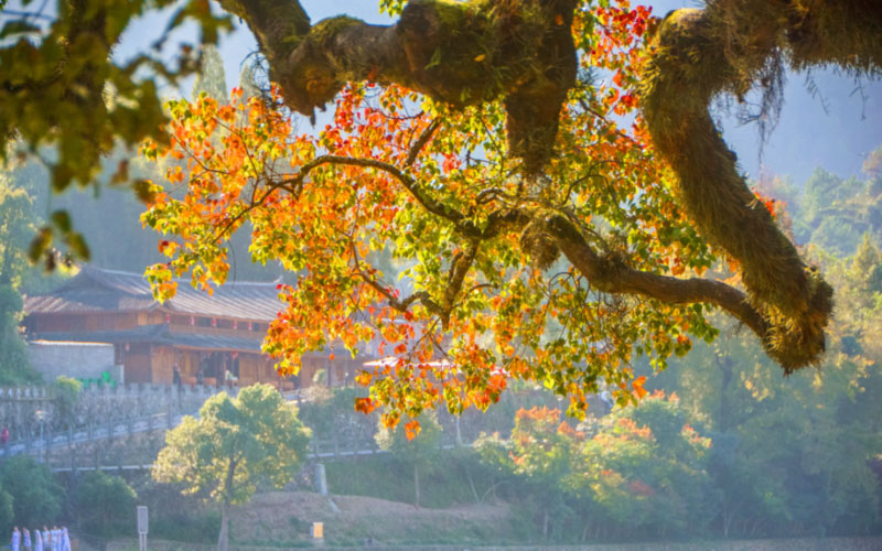 初冬根本逛不够！这个被偏爱的浙南山城，实在太让人惊喜了！